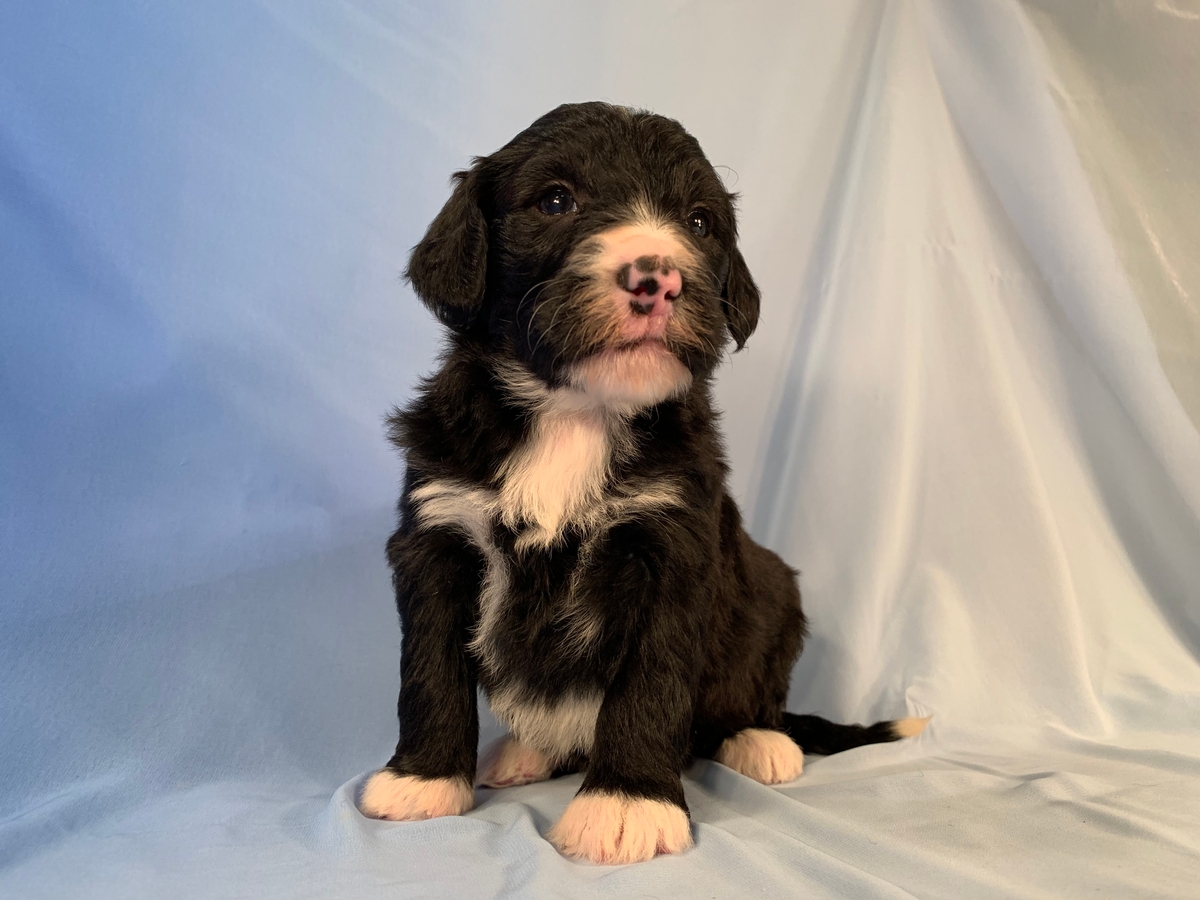 Bernedoodle Breeder, Female With Kitty Face Available, DOB 10-11-2020 $1800